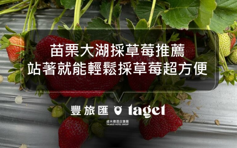 苗栗大湖採草莓｜精選5間超人氣高架草莓園推薦！不用彎腰也能輕鬆採草莓
